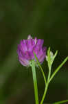 Purple milkwort